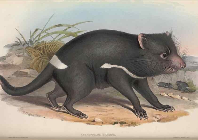 Reproducción/Reproduction 26680290093: The mammals of Australia.. London,Printed by Taylor and Francis, pub. by the author,1863.