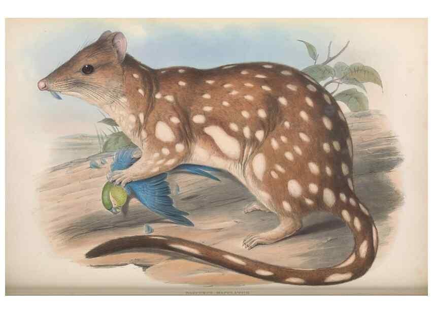 Reproducción/Reproduction 26680296093: The mammals of Australia.. London,Printed by Taylor and Francis, pub. by the author,1863.