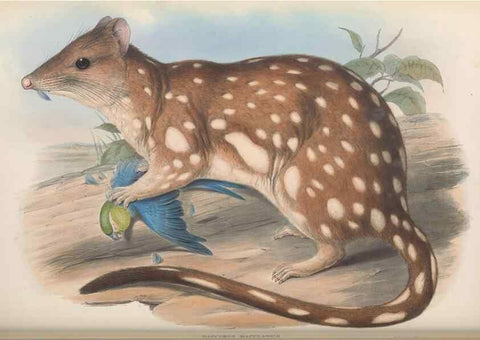 Reproducción/Reproduction 26680296093: The mammals of Australia.. London,Printed by Taylor and Francis, pub. by the author,1863.