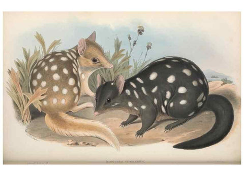 Reproducción/Reproduction 27011067570: The mammals of Australia.. London,Printed by Taylor and Francis, pub. by the author,1863.