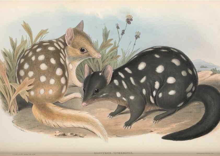 Reproducción/Reproduction 27011067570: The mammals of Australia.. London,Printed by Taylor and Francis, pub. by the author,1863.