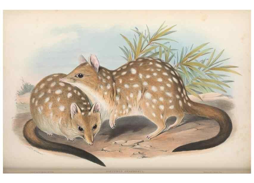 Reproducción/Reproduction 27252968346: The mammals of Australia.. London,Printed by Taylor and Francis, pub. by the author,1863.