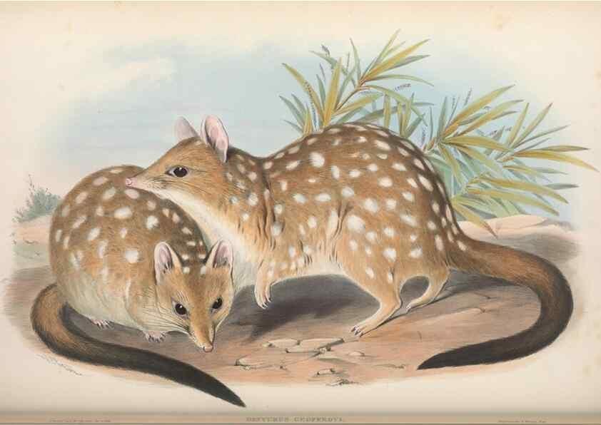 Reproducción/Reproduction 27252968346: The mammals of Australia.. London,Printed by Taylor and Francis, pub. by the author,1863.