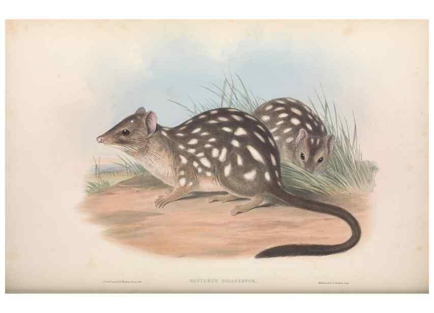 Reproducción/Reproduction 27286385255: The mammals of Australia.. London,Printed by Taylor and Francis, pub. by the author,1863.