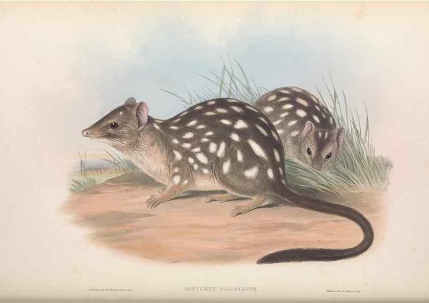 Reproducción/Reproduction 27286385255: The mammals of Australia.. London,Printed by Taylor and Francis, pub. by the author,1863.
