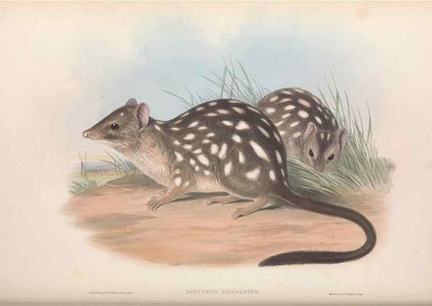 Reproducción/Reproduction 27286385255: The mammals of Australia.. London,Printed by Taylor and Francis, pub. by the author,1863.