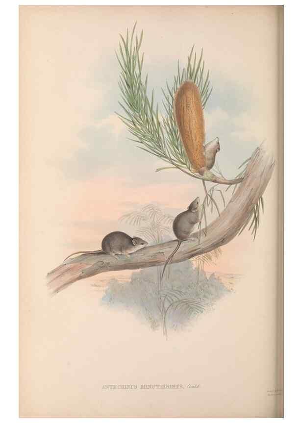 Reproducción/Reproduction 27011040730: The mammals of Australia.. London,Printed by Taylor and Francis, pub. by the author,1863.
