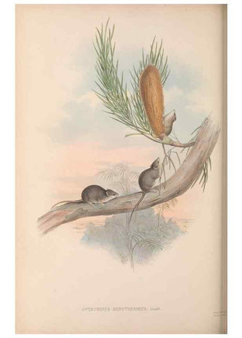Reproducción/Reproduction 27011040730: The mammals of Australia.. London,Printed by Taylor and Francis, pub. by the author,1863.