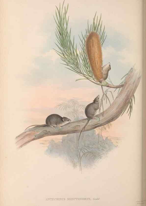 Reproducción/Reproduction 27011040730: The mammals of Australia.. London,Printed by Taylor and Francis, pub. by the author,1863.