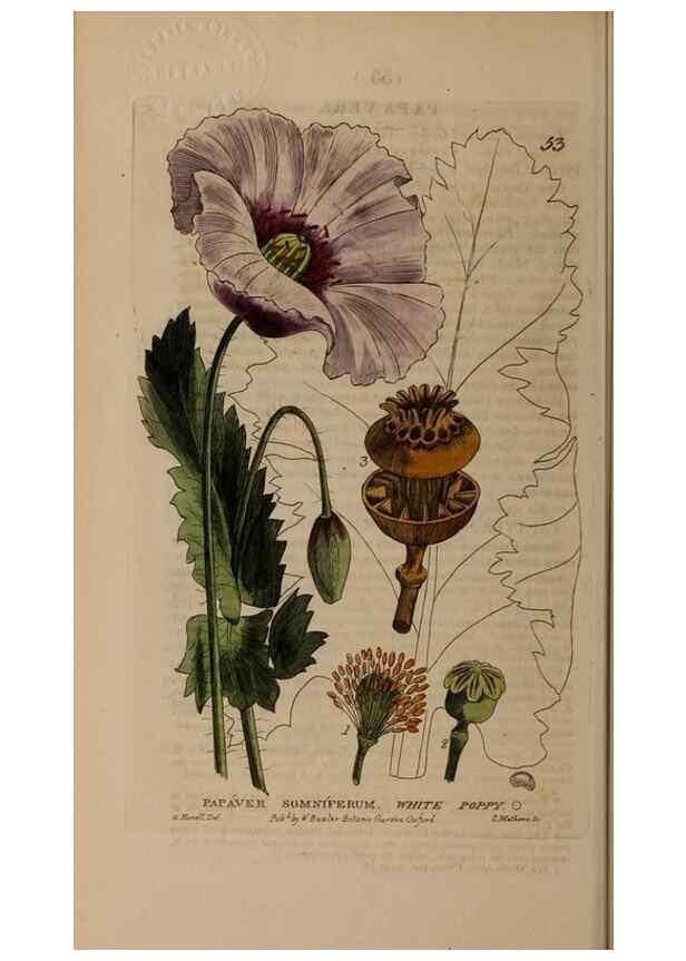 Reproducción/Reproduction 28382643944: British phaenogamous botany,. Oxford,Published by the author, sold by J.H. Parker [etc.]1834-43.