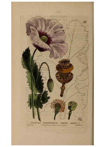 Reproducción/Reproduction 28382643944: British phaenogamous botany,. Oxford,Published by the author, sold by J.H. Parker [etc.]1834-43.