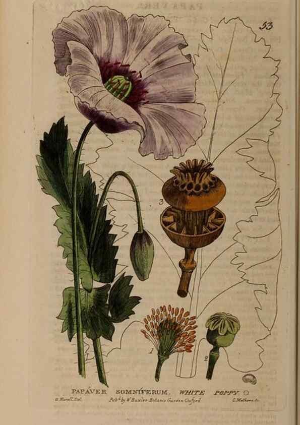 Reproducción/Reproduction 28382643944: British phaenogamous botany,. Oxford,Published by the author, sold by J.H. Parker [etc.]1834-43.