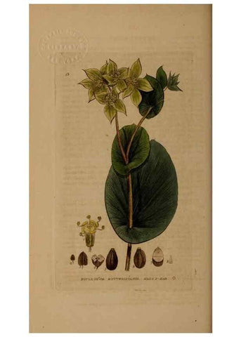 Reproducción/Reproduction 28969575836: British phaenogamous botany,. Oxford,Published by the author, sold by J.H. Parker [etc.]1834-43.