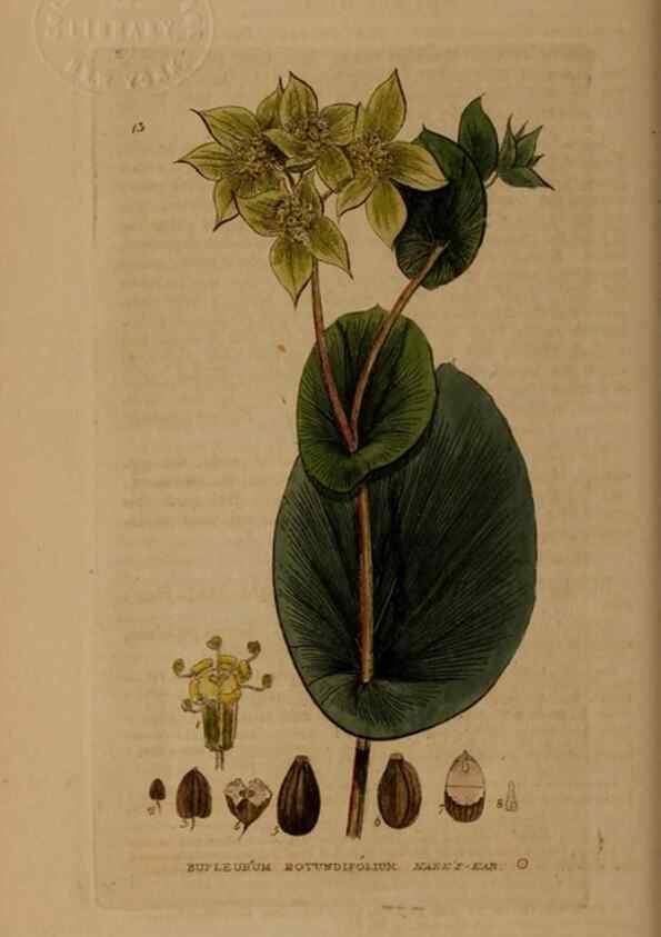 Reproducción/Reproduction 28969575836: British phaenogamous botany,. Oxford,Published by the author, sold by J.H. Parker [etc.]1834-43.