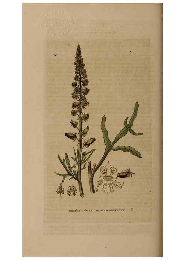 Reproducción/Reproduction 28925810611: British phaenogamous botany,. Oxford,Published by the author, sold by J.H. Parker [etc.]1834-43.