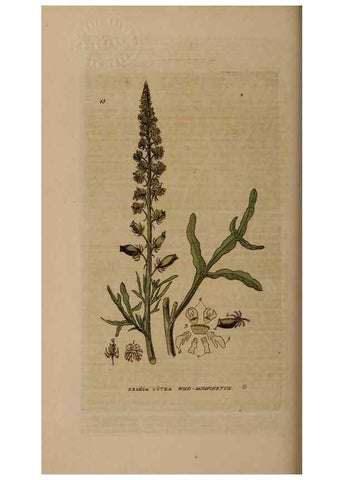 Reproducción/Reproduction 28925810611: British phaenogamous botany,. Oxford,Published by the author, sold by J.H. Parker [etc.]1834-43.