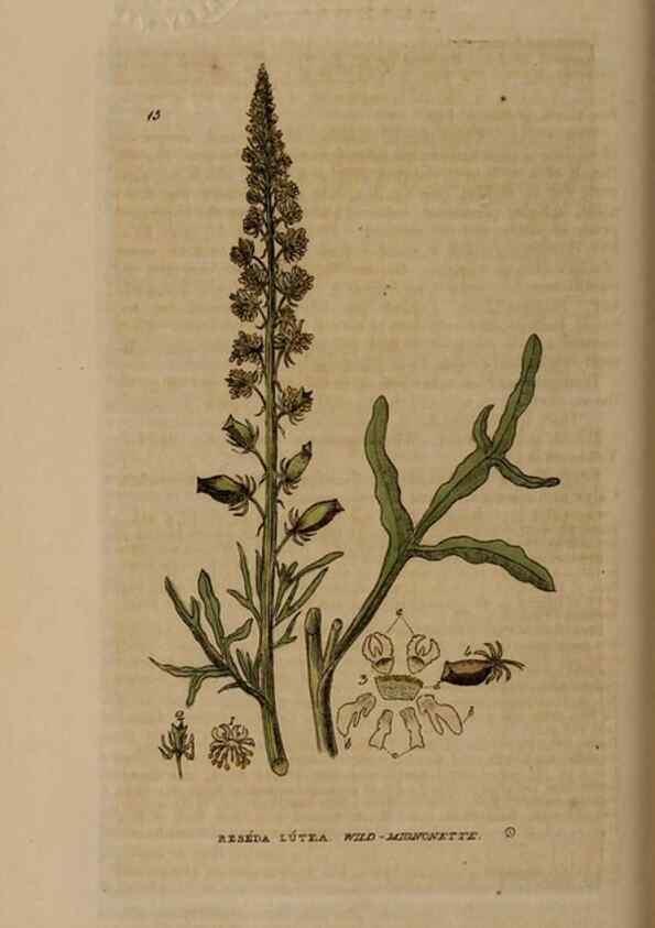 Reproducción/Reproduction 28925810611: British phaenogamous botany,. Oxford,Published by the author, sold by J.H. Parker [etc.]1834-43.