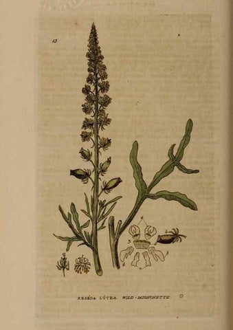 Reproducción/Reproduction 28925810611: British phaenogamous botany,. Oxford,Published by the author, sold by J.H. Parker [etc.]1834-43.