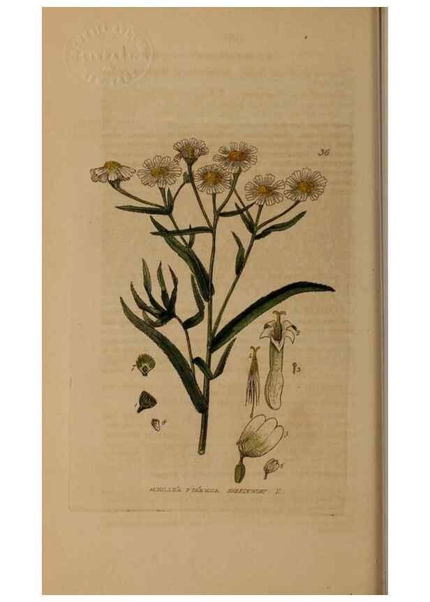 Reproducción/Reproduction 28385047393: British phaenogamous botany,. Oxford,Published by the author, sold by J.H. Parker [etc.]1834-43.