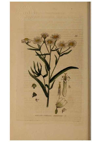 Reproducción/Reproduction 28385047393: British phaenogamous botany,. Oxford,Published by the author, sold by J.H. Parker [etc.]1834-43.