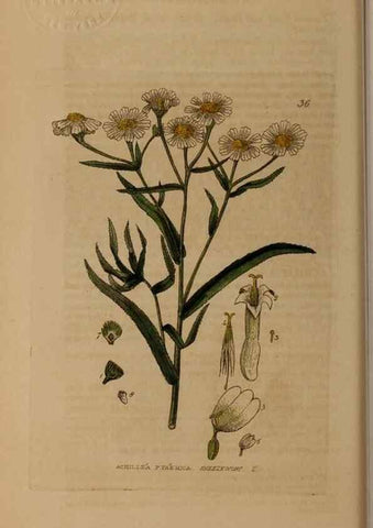 Reproducción/Reproduction 28385047393: British phaenogamous botany,. Oxford,Published by the author, sold by J.H. Parker [etc.]1834-43.