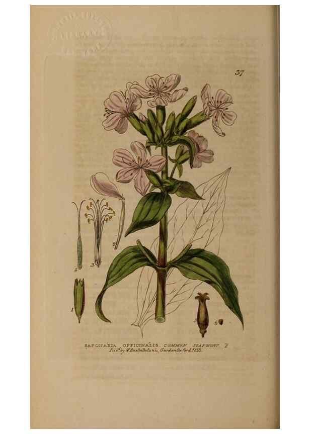Reproducción/Reproduction 28385051563: British phaenogamous botany,. Oxford,Published by the author, sold by J.H. Parker [etc.]1834-43.