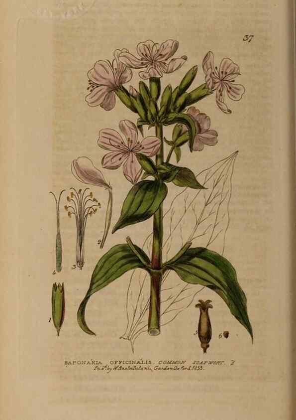 Reproducción/Reproduction 28385051563: British phaenogamous botany,. Oxford,Published by the author, sold by J.H. Parker [etc.]1834-43.
