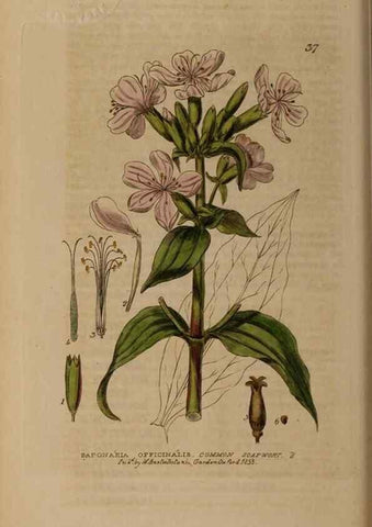 Reproducción/Reproduction 28385051563: British phaenogamous botany,. Oxford,Published by the author, sold by J.H. Parker [etc.]1834-43.