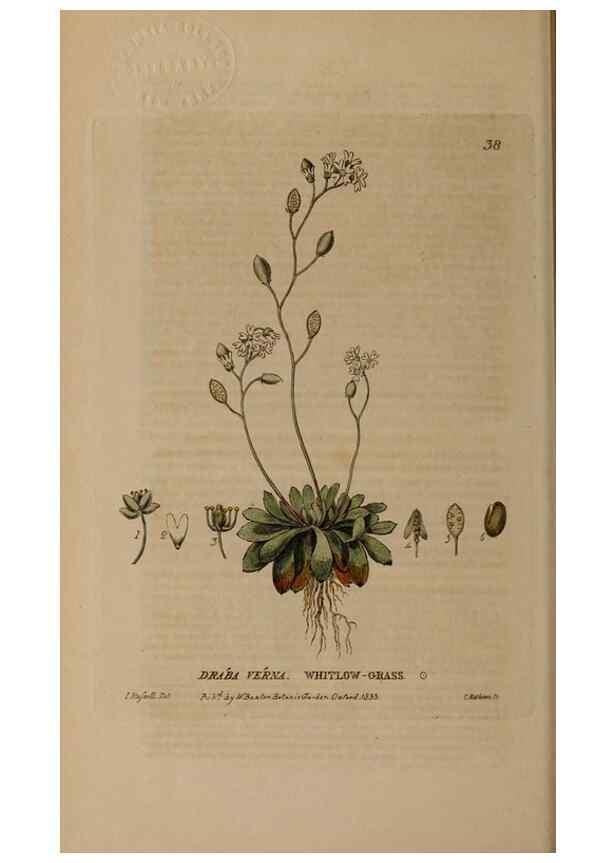 Reproducción/Reproduction 28382593234: British phaenogamous botany,. Oxford,Published by the author, sold by J.H. Parker [etc.]1834-43.