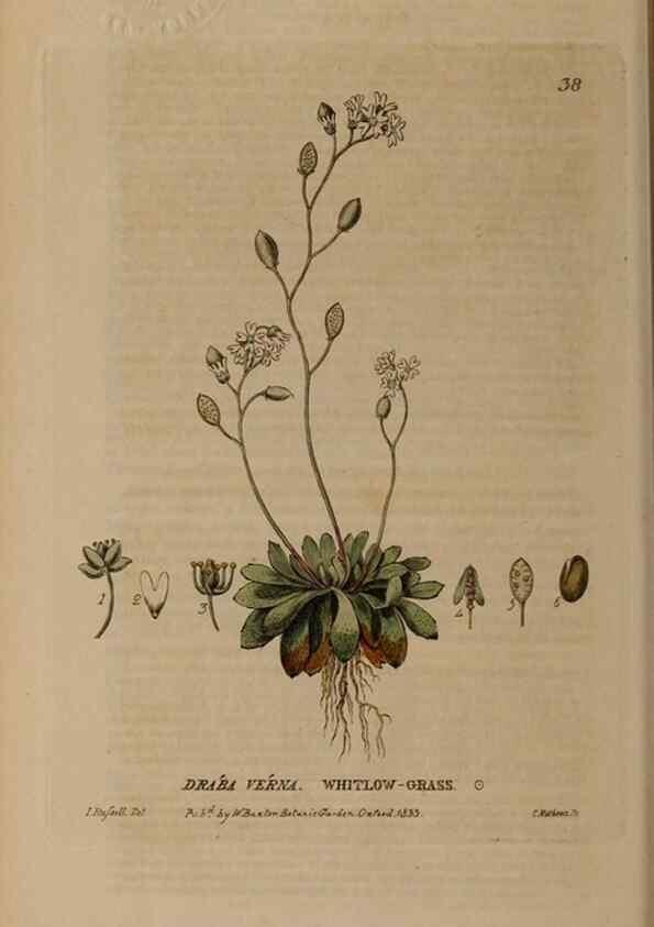 Reproducción/Reproduction 28382593234: British phaenogamous botany,. Oxford,Published by the author, sold by J.H. Parker [etc.]1834-43.