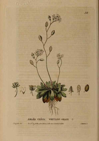 Reproducción/Reproduction 28382593234: British phaenogamous botany,. Oxford,Published by the author, sold by J.H. Parker [etc.]1834-43.
