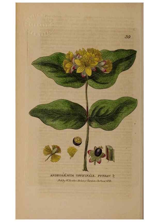 Reproducción/Reproduction 28925915531: British phaenogamous botany,. Oxford,Published by the author, sold by J.H. Parker [etc.]1834-43.