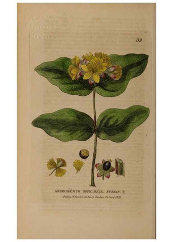 Reproducción/Reproduction 28925915531: British phaenogamous botany,. Oxford,Published by the author, sold by J.H. Parker [etc.]1834-43.