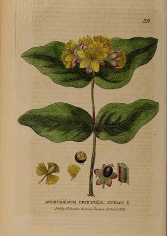 Reproducción/Reproduction 28925915531: British phaenogamous botany,. Oxford,Published by the author, sold by J.H. Parker [etc.]1834-43.