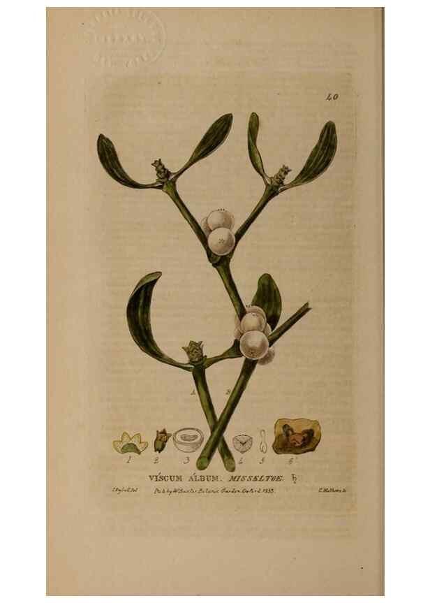 Reproducción/Reproduction 28385064593: British phaenogamous botany,. Oxford,Published by the author, sold by J.H. Parker [etc.]1834-43.