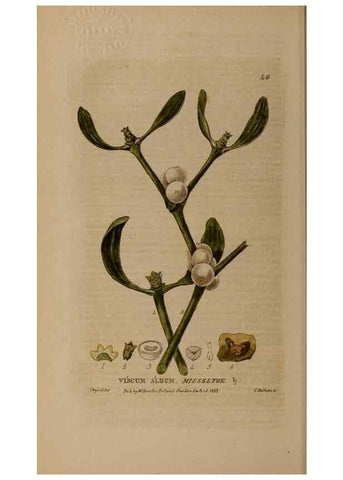 Reproducción/Reproduction 28385064593: British phaenogamous botany,. Oxford,Published by the author, sold by J.H. Parker [etc.]1834-43.