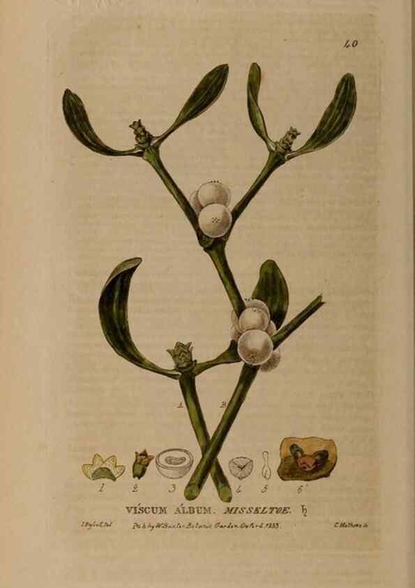 Reproducción/Reproduction 28385064593: British phaenogamous botany,. Oxford,Published by the author, sold by J.H. Parker [etc.]1834-43.
