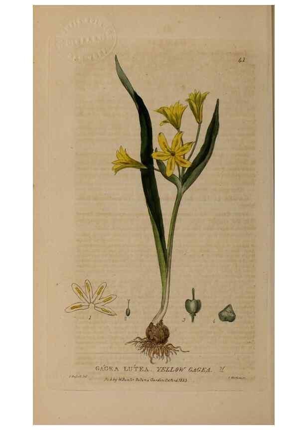 Reproducción/Reproduction 28716012650: British phaenogamous botany,. Oxford,Published by the author, sold by J.H. Parker [etc.]1834-43.