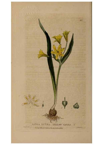 Reproducción/Reproduction 28716012650: British phaenogamous botany,. Oxford,Published by the author, sold by J.H. Parker [etc.]1834-43.