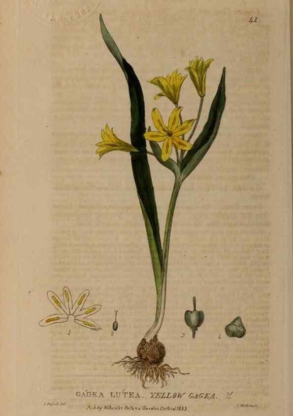Reproducción/Reproduction 28716012650: British phaenogamous botany,. Oxford,Published by the author, sold by J.H. Parker [etc.]1834-43.