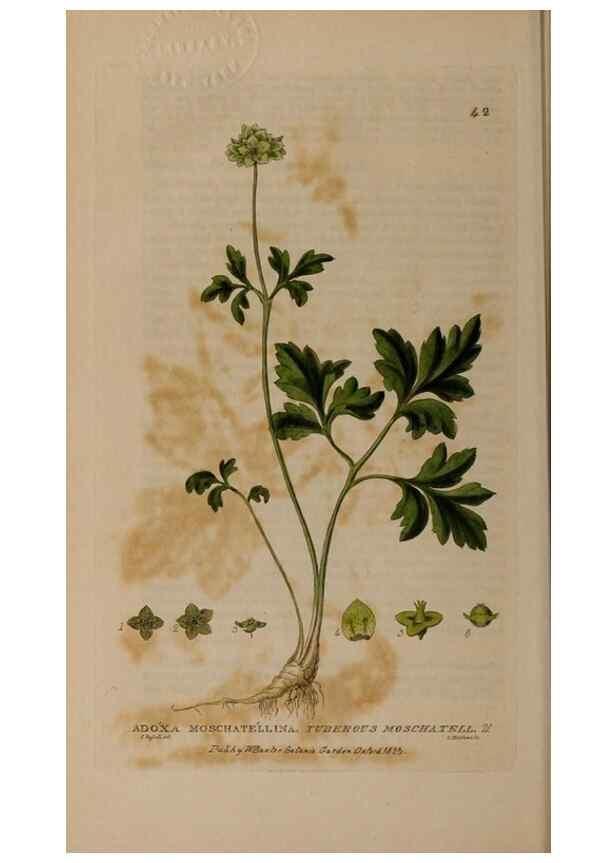 Reproducción/Reproduction 28897081912: British phaenogamous botany,. Oxford,Published by the author, sold by J.H. Parker [etc.]1834-43.