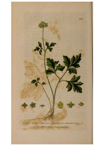 Reproducción/Reproduction 28897081912: British phaenogamous botany,. Oxford,Published by the author, sold by J.H. Parker [etc.]1834-43.