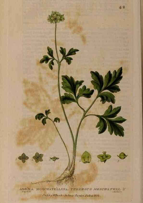 Reproducción/Reproduction 28897081912: British phaenogamous botany,. Oxford,Published by the author, sold by J.H. Parker [etc.]1834-43.