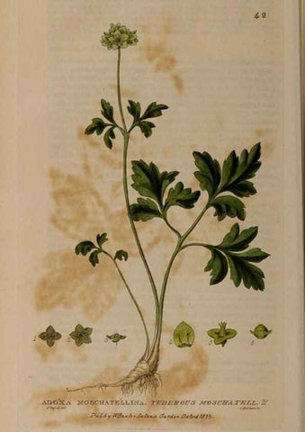 Reproducción/Reproduction 28897081912: British phaenogamous botany,. Oxford,Published by the author, sold by J.H. Parker [etc.]1834-43.