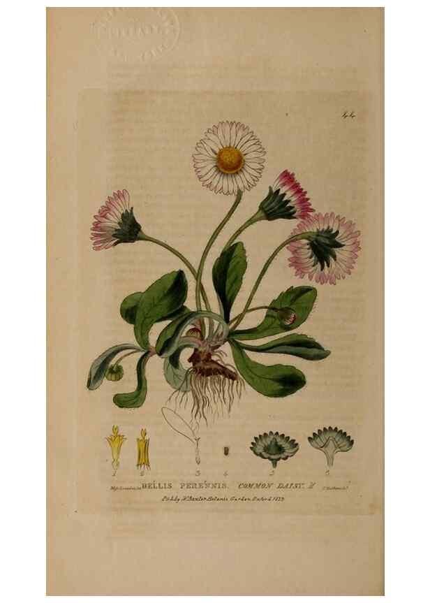 Reproducción/Reproduction 29002229815: British phaenogamous botany,. Oxford,Published by the author, sold by J.H. Parker [etc.]1834-43.