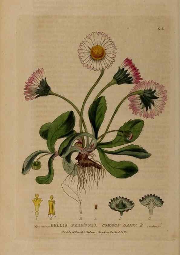 Reproducción/Reproduction 29002229815: British phaenogamous botany,. Oxford,Published by the author, sold by J.H. Parker [etc.]1834-43.