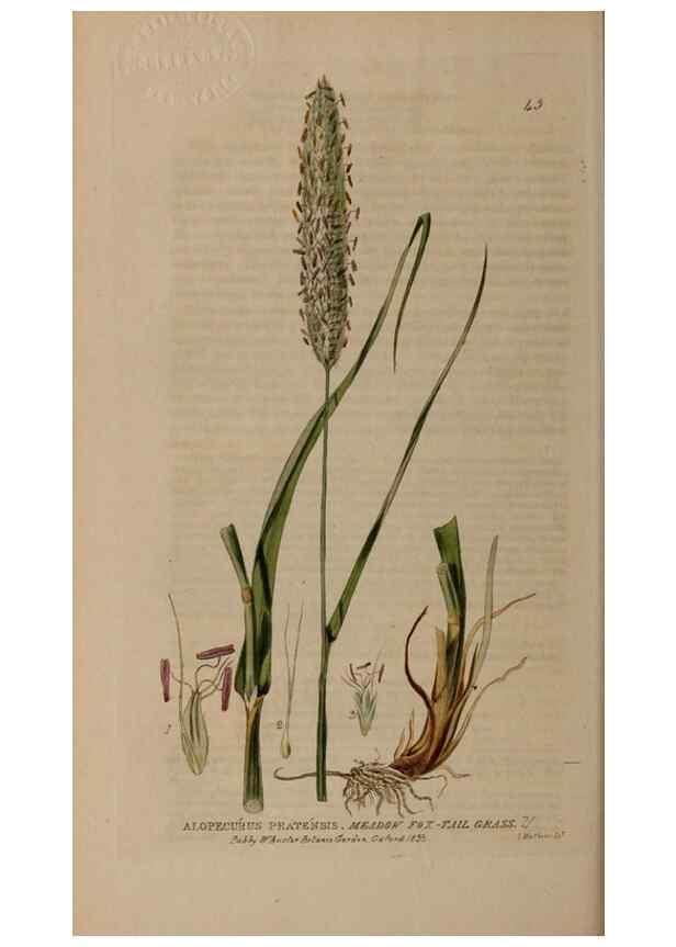 Reproducción/Reproduction 28385093913: British phaenogamous botany,. Oxford,Published by the author, sold by J.H. Parker [etc.]1834-43.
