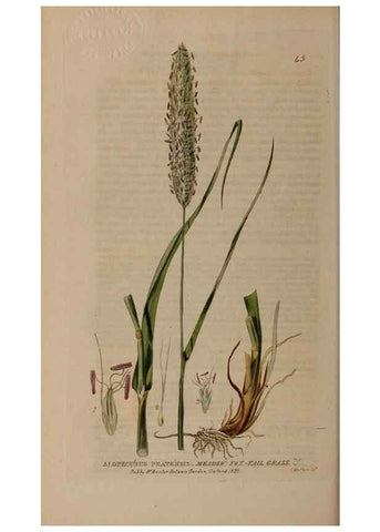 Reproducción/Reproduction 28385093913: British phaenogamous botany,. Oxford,Published by the author, sold by J.H. Parker [etc.]1834-43.