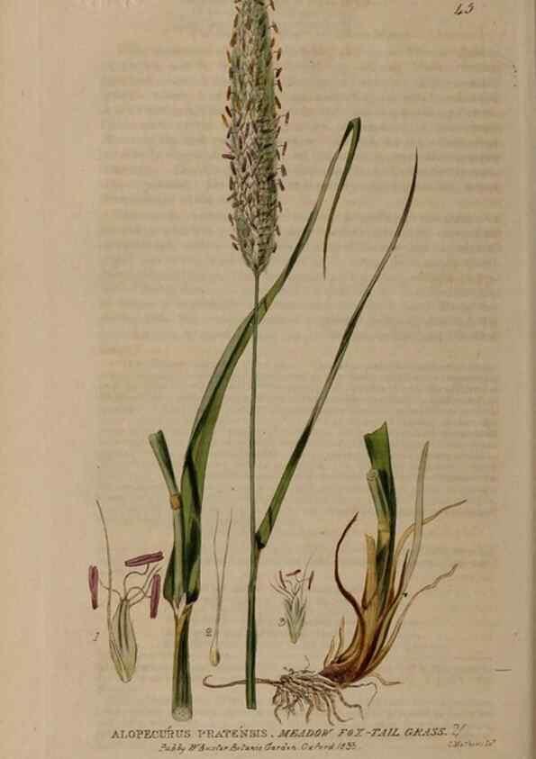 Reproducción/Reproduction 28385093913: British phaenogamous botany,. Oxford,Published by the author, sold by J.H. Parker [etc.]1834-43.