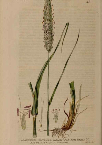 Reproducción/Reproduction 28385093913: British phaenogamous botany,. Oxford,Published by the author, sold by J.H. Parker [etc.]1834-43.